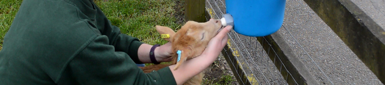 Lamb being fed by one of our feeders