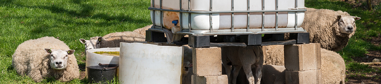 An IBC being used to supply famr animals with constant fresh water